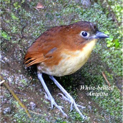 White-bellied Antpitta